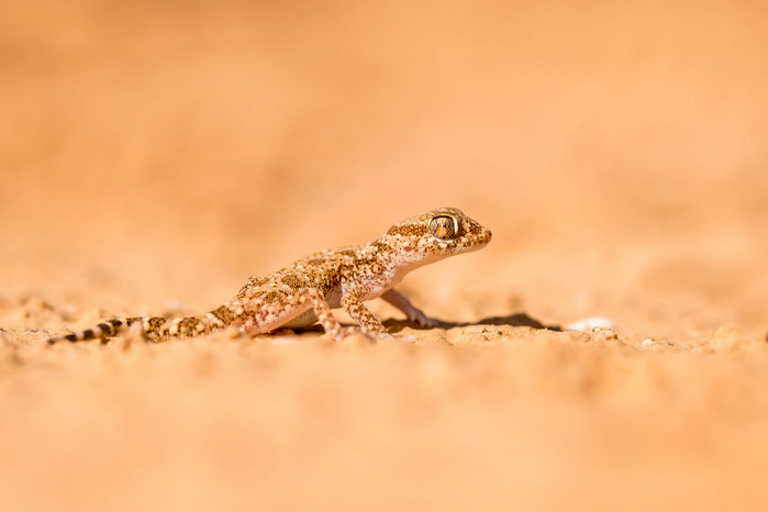 Das Bild zeigt einen Dünnfingergecko in einer Wüstenlandschaft
