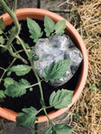 Green plant in a pot with plastic bottle