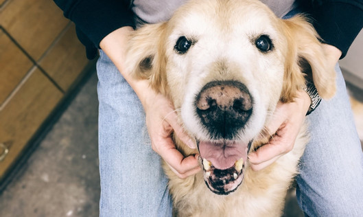 Golden Retriever schaut frech in die Kamera