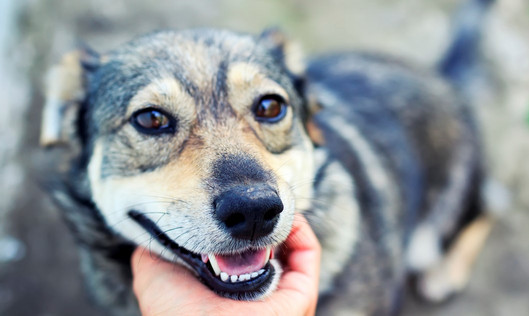 Schäferhund-Mischling schaut in die Kamera