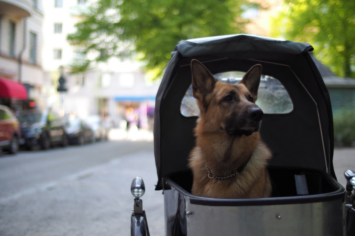 Straßenszene mit Hund-Fahrradanhänger, in dem ein Schäferhund sitzt